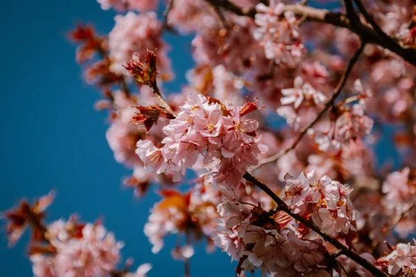 Blossom tree with blooming flowers in nature on a bright Spring Day in the Netherlands, pink cherry blossom flower tree