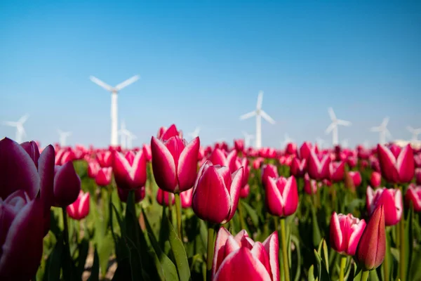 Turbinas de parque de moinho de vento, campo de flores tulipa vermelha nos Países Baixos, moinho de vento com flores energia verde — Fotografia de Stock