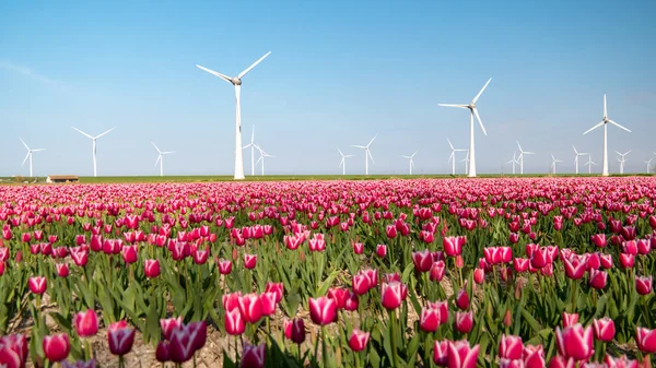 Turbinas de parque de moinho de vento, campo de flores tulipa vermelha nos Países Baixos, moinho de vento com flores energia verde — Fotografia de Stock