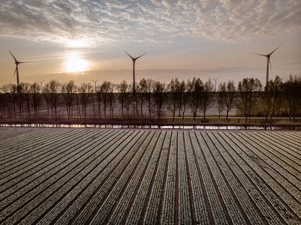 Windmill park green energy in the Netherlands, wind mill turbine generator farm