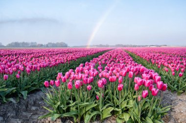 Hollanda 'da bahar boyunca renkli lale tarlaları, Flevoland Noordoostpolder renkli lale, alacakaranlıkta mavi bulutlu bir gökyüzü ile doluyor.