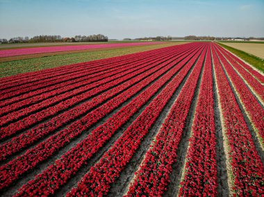Noordoostpolder Hollanda 'daki lale alanları üzerinde insansız hava aracı görüntüsü