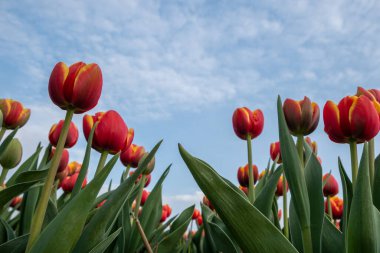 Hollanda 'da bahar boyunca renkli lale tarlaları, Flevoland Noordoostpolder renkli lale, alacakaranlıkta mavi bulutlu bir gökyüzü ile doluyor.