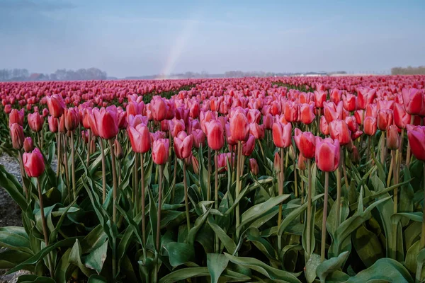 Hollanda 'da bahar boyunca renkli lale tarlaları, Flevoland Noordoostpolder renkli lale, alacakaranlıkta mavi bulutlu bir gökyüzü ile doluyor. — Stok fotoğraf