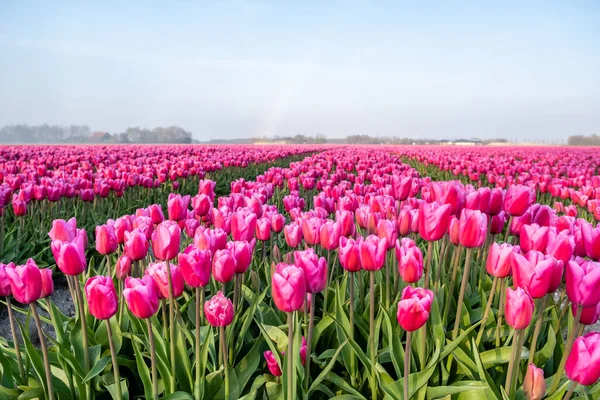 Coloridos campos de tulipanes en los Países Bajos durante la primavera, Flevoland Noordoostpolder coloridos filamentos de tulipanes con un cielo azul nublado al atardecer — Foto de Stock