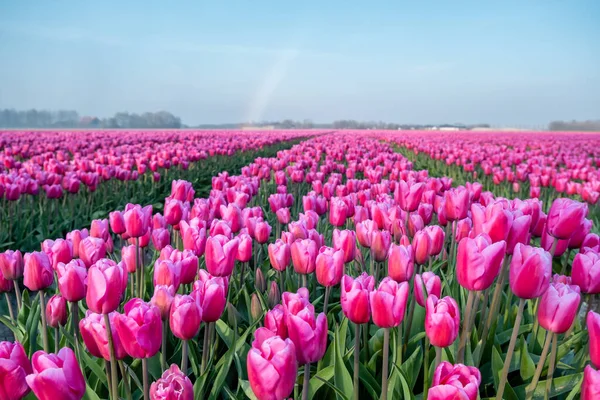 Coloridos campos de tulipanes en los Países Bajos durante la primavera, Flevoland Noordoostpolder coloridos filamentos de tulipanes con un cielo azul nublado al atardecer — Foto de Stock