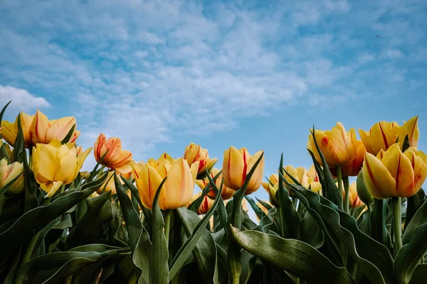 Hollanda 'da bahar boyunca renkli lale tarlaları, Flevoland Noordoostpolder renkli lale, alacakaranlıkta mavi bulutlu bir gökyüzü ile doluyor. — Stok fotoğraf