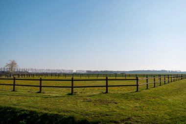Hollanda 'nın Noordoostpolder otlağında ilkbaharın başlarında odun şakayığı