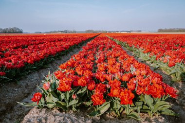 Hollanda 'da bahar boyunca renkli lale tarlaları, Flevoland Noordoostpolder renkli lale, alacakaranlıkta mavi bulutlu bir gökyüzü ile doluyor.