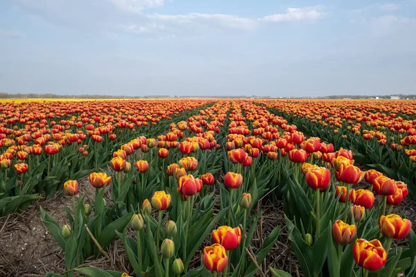 Hollanda 'da bahar boyunca renkli lale tarlaları, Flevoland Noordoostpolder renkli lale, alacakaranlıkta mavi bulutlu bir gökyüzü ile doluyor. — Stok fotoğraf