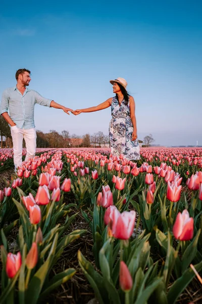Hollanda Noordoostpolder Avrupa 'da günbatımında lale çiçeği tarlası, Hollanda' da çiçek tarlasında poz veren mutlu erkek ve kadın çifti — Stok fotoğraf