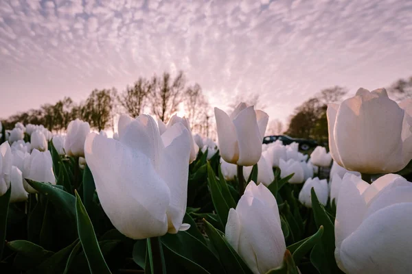 Hollanda 'da günbatımında lale çiçeği tarlası. Arka planda yel değirmenleri olan beyaz laleler. Noordoostpolder Flevoland. — Stok fotoğraf