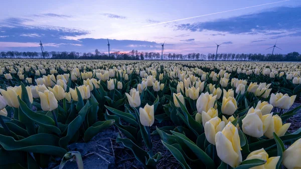 Tulipán květinové pole při západu slunce v Nizozemsku, bílé tulipány s na pozadí větrných mlýnů, Noordoostpolder Flevoland — Stock fotografie