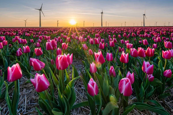 Tulipas rosa vermelho durante o pôr do sol, tulipas fileds na Holanda Noordoostpolder, belas cores do pôr do sol com flores da primavera — Fotografia de Stock