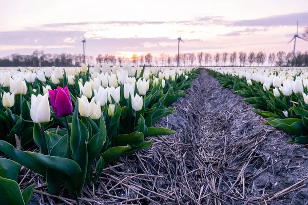 Hollanda 'da günbatımında lale çiçeği tarlası. Arka planda yel değirmenleri olan beyaz laleler. Noordoostpolder Flevoland. — Stok fotoğraf