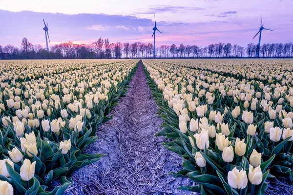 Campo de flores tulipa durante o pôr do sol nos Países Baixos, tulipas brancas com no fundo moinhos de vento, Noordoostpolder Flevoland — Fotografia de Stock