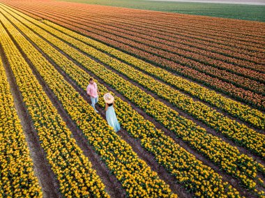Hollanda Noordoostpolder Avrupa 'da günbatımında lale çiçeği tarlası, Hollanda' da çiçek tarlasında poz veren mutlu erkek ve kadın çifti