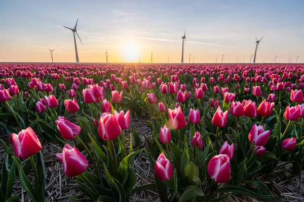 Tulipas rosa vermelho durante o pôr do sol, tulipas fileds na Holanda Noordoostpolder, belas cores do pôr do sol com flores da primavera — Fotografia de Stock