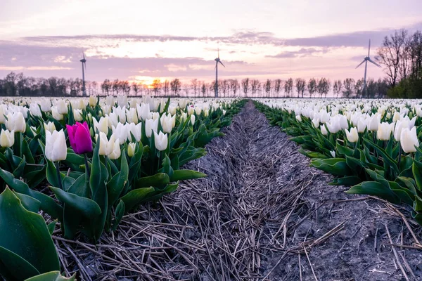 Hollanda 'da günbatımında lale çiçeği tarlası. Arka planda yel değirmenleri olan beyaz laleler. Noordoostpolder Flevoland. — Stok fotoğraf