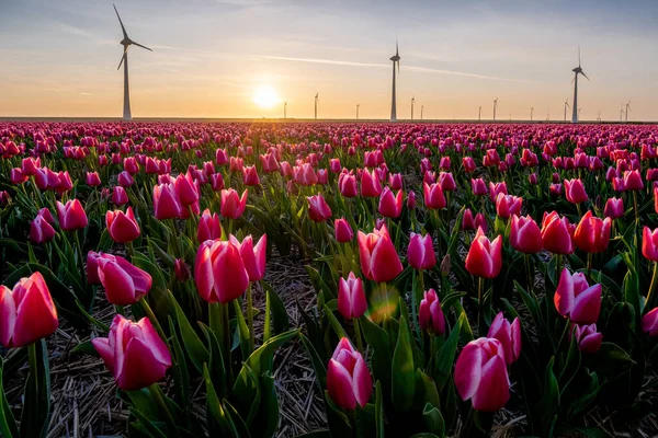 Tulipas rosa vermelho durante o pôr do sol, tulipas fileds na Holanda Noordoostpolder, belas cores do pôr do sol com flores da primavera — Fotografia de Stock