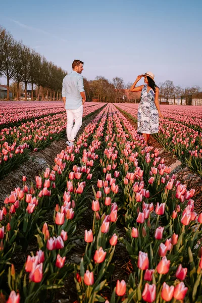 Hollanda Noordoostpolder Avrupa 'da günbatımında lale çiçeği tarlası, Hollanda' da çiçek tarlasında poz veren mutlu erkek ve kadın çifti — Stok fotoğraf