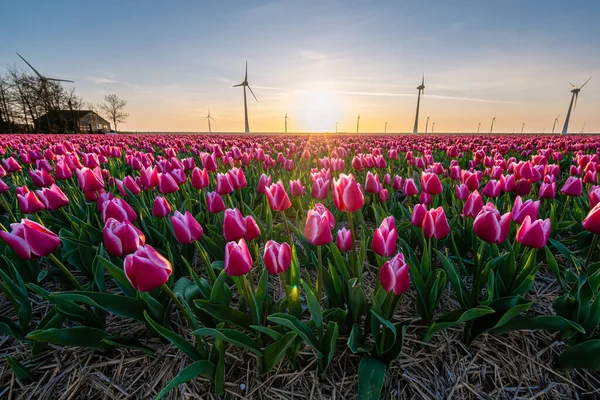 Tulipas rosa vermelho durante o pôr do sol, tulipas fileds na Holanda Noordoostpolder, belas cores do pôr do sol com flores da primavera — Fotografia de Stock