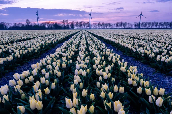 Campo de flores tulipa durante o pôr do sol nos Países Baixos, tulipas brancas com no fundo moinhos de vento, Noordoostpolder Flevoland — Fotografia de Stock