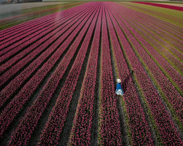 チューリップ畑の女性の上からのドローンの空中写真、 Noordoostpolderオランダ、球根地域春の間に満開のオランダ、カラフルなチューリップ畑 — ストック写真