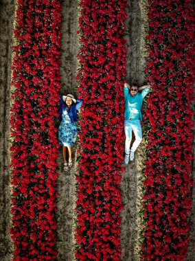 İlkbaharda Hollanda 'nın Noordoostpolder, Hollanda' nın Ampul Bölgesi 'ndeki lale tarlalarındaki birkaç erkek ve kadına yukarıdan insansız hava aracı göründü.