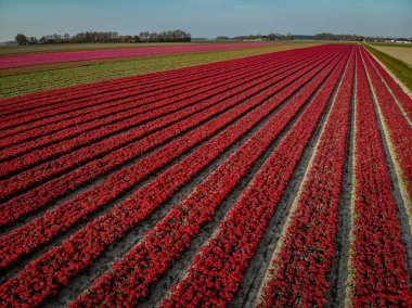 Hollanda 'nın Lisse yakınlarındaki lale tarlaları, Hollanda' nın Ampul Bölgesi İlkbaharda tamamen çiçek açmış, renkli lale tarlaları