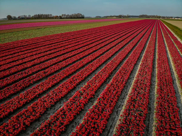 Campos de tulipanes en los Países Bajos cerca de Lisse, región del bulbo Holanda en plena floración durante la primavera, coloridos campos de tulipanes — Foto de Stock