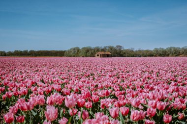Hollanda 'nın Lisse yakınlarındaki lale tarlaları, Hollanda' nın Ampul Bölgesi İlkbaharda tamamen çiçek açmış, renkli lale tarlaları