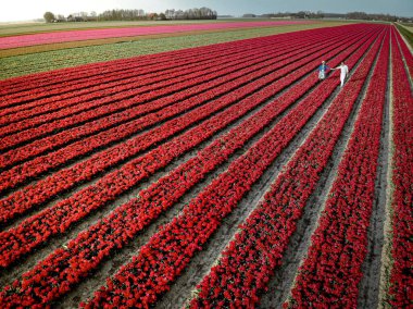 İlkbaharda Hollanda 'nın Noordoostpolder, Hollanda' nın Ampul Bölgesi 'ndeki lale tarlalarındaki birkaç erkek ve kadına yukarıdan insansız hava aracı göründü.