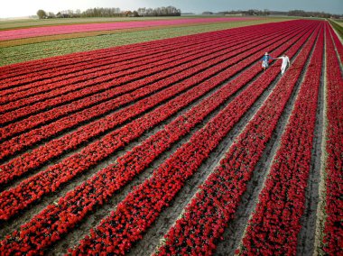 İlkbaharda Hollanda 'nın Noordoostpolder, Hollanda' nın Ampul Bölgesi 'ndeki lale tarlalarındaki birkaç erkek ve kadına yukarıdan insansız hava aracı göründü.