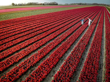 İlkbaharda Hollanda 'nın Noordoostpolder, Hollanda' nın Ampul Bölgesi 'ndeki lale tarlalarındaki birkaç erkek ve kadına yukarıdan insansız hava aracı göründü.