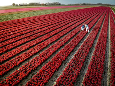 İlkbaharda Hollanda 'nın Noordoostpolder, Hollanda' nın Ampul Bölgesi 'ndeki lale tarlalarındaki birkaç erkek ve kadına yukarıdan insansız hava aracı göründü.