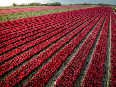 İlkbaharda Hollanda 'nın Noordoostpolder, Hollanda' nın Ampul Bölgesi 'nden, lale tarlalarının üzerinden insansız hava aracı görüntüsü