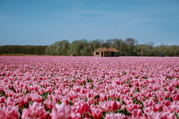 봄철에 꽃 이 만 발한 네덜란드의 리스트 근처에 있는 튤립 밭, 다채 로운 튤립 밭 — 스톡 사진
