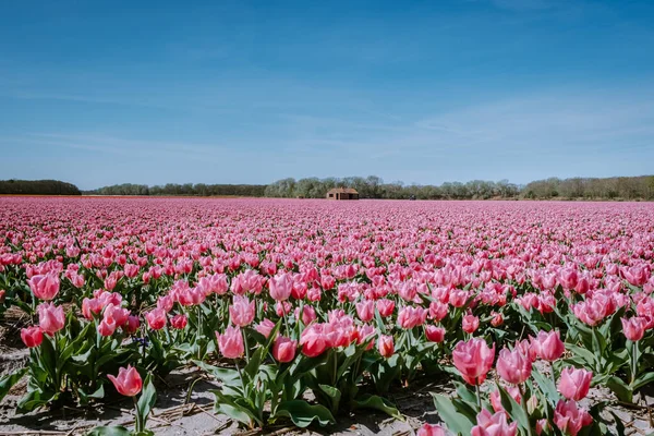 Hollanda 'nın Lisse yakınlarındaki lale tarlaları, Hollanda' nın Ampul Bölgesi İlkbaharda tamamen çiçek açmış, renkli lale tarlaları — Stok fotoğraf