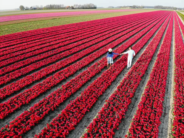 Drone vista aérea desde arriba en pareja hombres y mujeres en el campo de tulipanes, Noordoostpolder Países Bajos, región bulbo Holanda en plena floración durante la primavera, coloridos campos de tulipanes — Foto de Stock