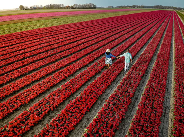 Drone vista aérea desde arriba en pareja hombres y mujeres en el campo de tulipanes, Noordoostpolder Países Bajos, región bulbo Holanda en plena floración durante la primavera, coloridos campos de tulipanes — Foto de Stock