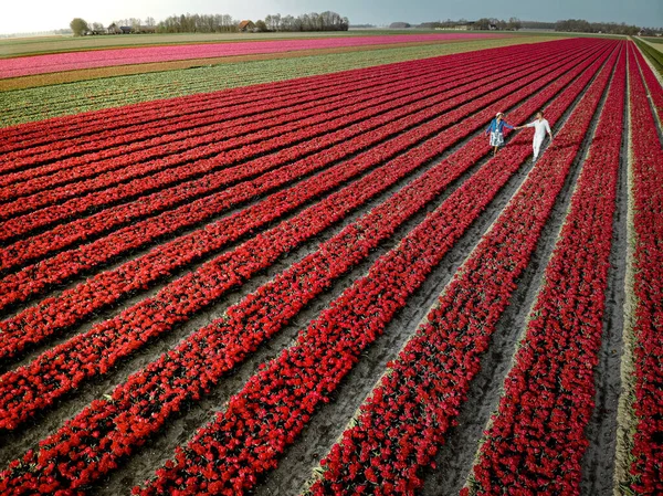 Drone vista aérea desde arriba en pareja hombres y mujeres en el campo de tulipanes, Noordoostpolder Países Bajos, región bulbo Holanda en plena floración durante la primavera, coloridos campos de tulipanes — Foto de Stock