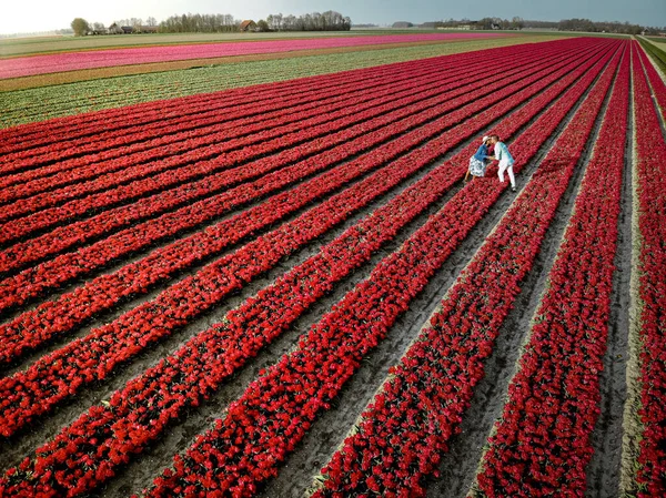 Drone vista aérea desde arriba en pareja hombres y mujeres en el campo de tulipanes, Noordoostpolder Países Bajos, región bulbo Holanda en plena floración durante la primavera, coloridos campos de tulipanes — Foto de Stock