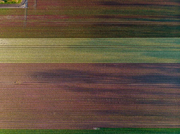 オランダのチューリップ畑春の満開のオランダ、カラフルなチューリップ畑 — ストック写真
