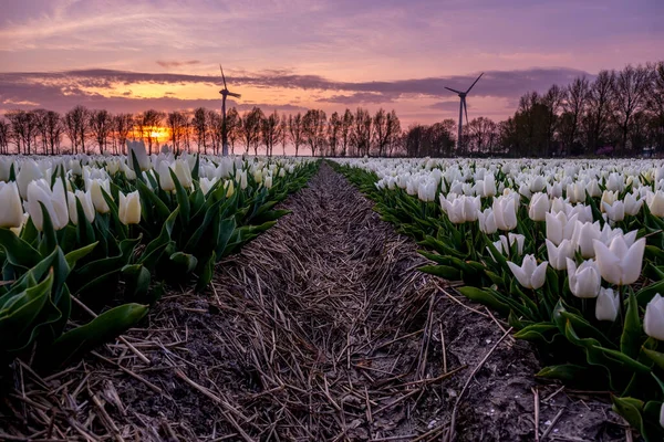 Tulpenfeld bei Sonnenuntergang in den Niederlanden Noordoostpolder, buntes Tulpenfeld in der Dämmerung — Stockfoto