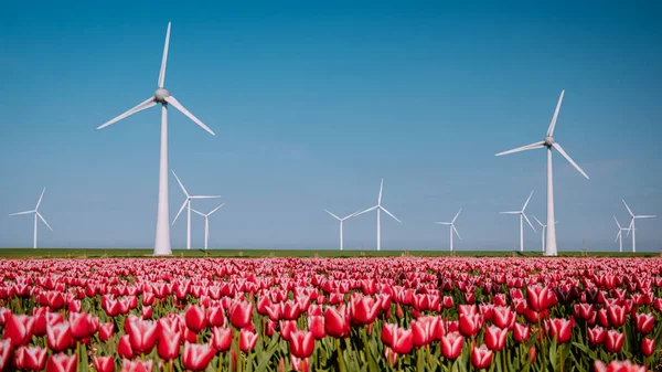 Tulip fields in the Netherlands with on the background windmill park in ocean Netherlands, colorful dutch tulips