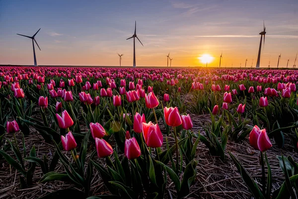 Campos de tulipas na Holanda com no fundo parque de moinho de vento no oceano Holanda, tulipas holandesas coloridas — Fotografia de Stock
