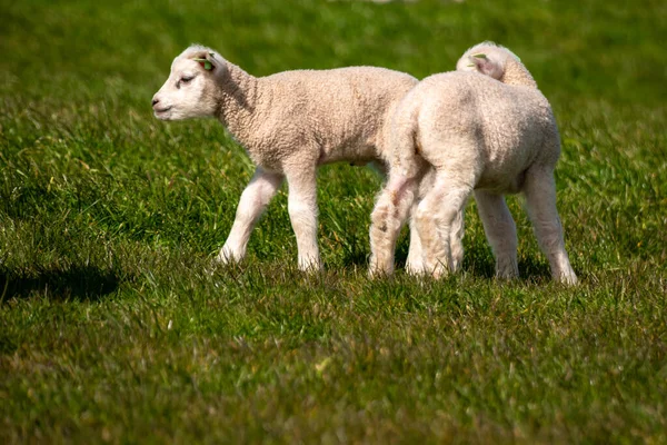 Cordeiros e ovelhas no dique holandês junto ao lago IJsselmeer, vistas da primavera, Países Baixos Noordoostpolder Flevoland — Fotografia de Stock