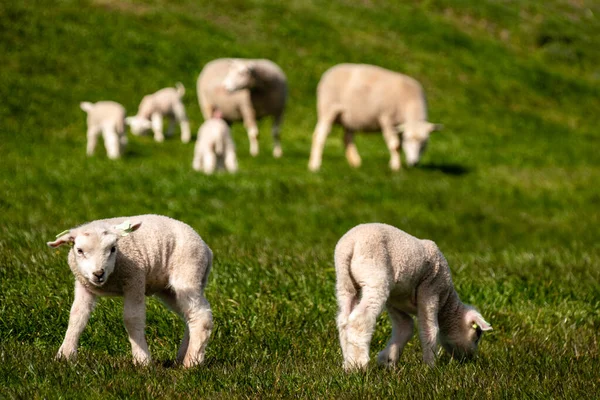 Cordeiros e ovelhas no dique holandês junto ao lago IJsselmeer, vistas da primavera, Países Baixos Noordoostpolder Flevoland — Fotografia de Stock