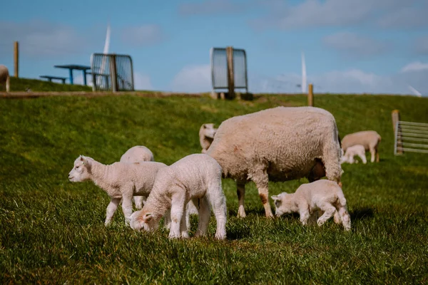 Corderos y ovejas en el dique holandés junto al lago IJsselmeer, Vistas de primavera, Países Bajos Noordoostpolder Flevoland —  Fotos de Stock